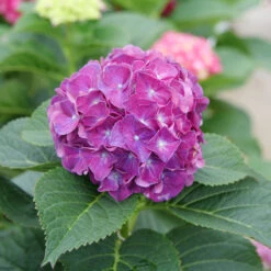Wee Bit Grumpy® Bigleaf Hydrangea -Plant Series Hydrangea macrophylla Wee Bit Grumpy P1077663