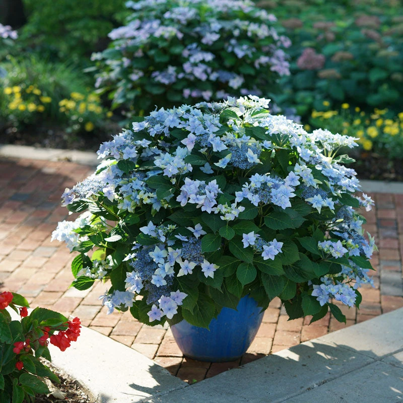 Tuff Stuff Ah-Ha® Mountain Hydrangea 3 Tuff Stuff Ah-Ha® Mountain Hydrangea