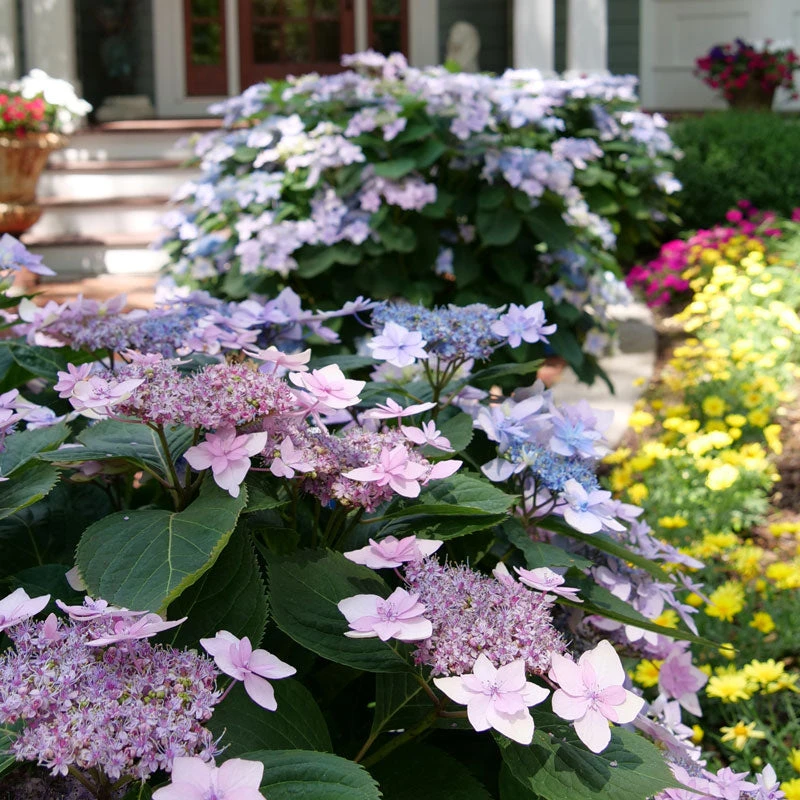 Tuff Stuff Ah-Ha® Mountain Hydrangea 4 Tuff Stuff Ah-Ha® Mountain Hydrangea - Image 2