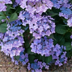 Let's Dance Can Do!® Bigleaf Hydrangea -Plant Series HydrangeaLetsDanceCanDoP1226578 800x800 e24c668