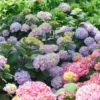 Let's Dance Sky View® Bigleaf Hydrangea -Plant Series HydrangeaLetsDanceSkyViewDSC04083 1080x1080 db49b64