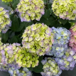 Let's Dance Sky View® Bigleaf Hydrangea 12 Let's Dance Sky View® Bigleaf Hydrangea -Plant Series HydrangeaLetsDanceSkyViewIMG E1373 1080x1080 8121e61