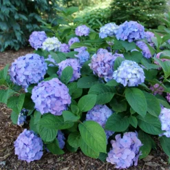 Let's Dance Sky View® Bigleaf Hydrangea 9 Let's Dance Sky View® Bigleaf Hydrangea -Plant Series HydrangeaLetsDanceSkyViewP1093713 1080x1080 8e93f2c