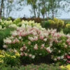 Pinky Winky® Panicle Hydrangea -Plant Series HydrangeaPinkyWinky1