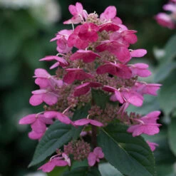 Quick Fire® Panicle Hydrangea 10 Quick Fire® Panicle Hydrangea -Plant Series HydrangeaQuickFire3