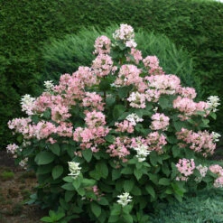 Quick Fire® Panicle Hydrangea 11 Quick Fire® Panicle Hydrangea -Plant Series HydrangeaQuickFire4