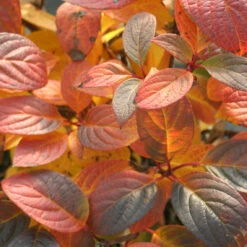 Quick Fire® Panicle Hydrangea 12 Quick Fire® Panicle Hydrangea -Plant Series HydrangeaQuickFire5