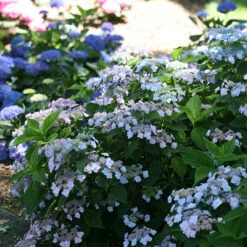 Tiny Tuff Stuff™ Mountain Hydrangea 8 Tiny Tuff Stuff™ Mountain Hydrangea -Plant Series Hydrangea Tiny Tuff Stuff 3P