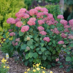 Invincibelle Spirit® II Smooth Hydrangea -Plant Series HydrangeaarborescensInvincibelleSpiritIIDSC05891 1000x1000 4a37278