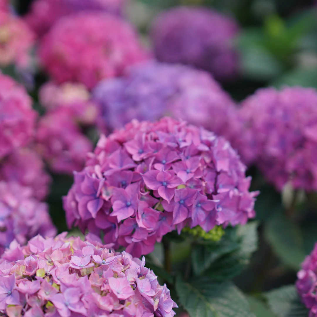 Let's Dance Lovable™ Bigleaf Hydrangea 3 Let's Dance Lovable™ Bigleaf Hydrangea