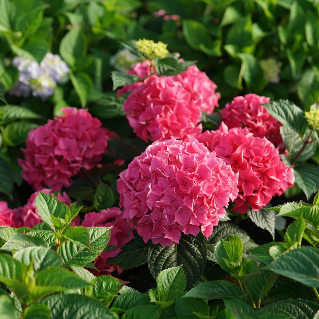 Let's Dance Lovable™ Bigleaf Hydrangea 4 Let's Dance Lovable™ Bigleaf Hydrangea - Image 2