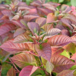 Let's Dance Lovable™ Bigleaf Hydrangea 11 Let's Dance Lovable™ Bigleaf Hydrangea -Plant Series HydrangeamacrophyllaLetsDanceLoveableP1106809 1080x1080 27adc42