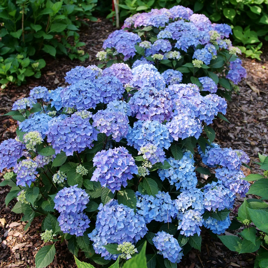 Let's Dance Lovable™ Bigleaf Hydrangea 7 Let's Dance Lovable™ Bigleaf Hydrangea - Image 5
