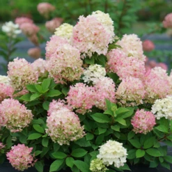Fire Light Tidbit® Panicle Hydrangea 11 Fire Light Tidbit® Panicle Hydrangea -Plant Series HydrangeapaniculataFireLightTidbitDSC02390 800x800 f760462
