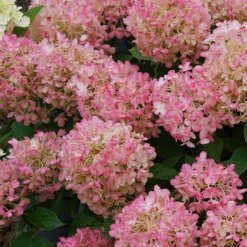 Fire Light Tidbit® Panicle Hydrangea 10 Fire Light Tidbit® Panicle Hydrangea -Plant Series HydrangeapaniculataFireLightTidbitDSC02531 800x800 302dd2c