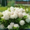 Fire Light Tidbit® Panicle Hydrangea -Plant Series HydrangeapaniculataFireLightTidbitDSC05002 800x800 fb5f99b