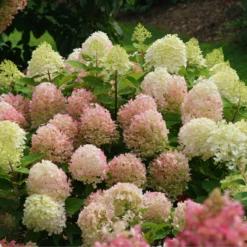 Fire Light Tidbit® Panicle Hydrangea 12 Fire Light Tidbit® Panicle Hydrangea -Plant Series HydrangeapaniculataFireLightTidbitIMG 0114 800x800 d3572ab