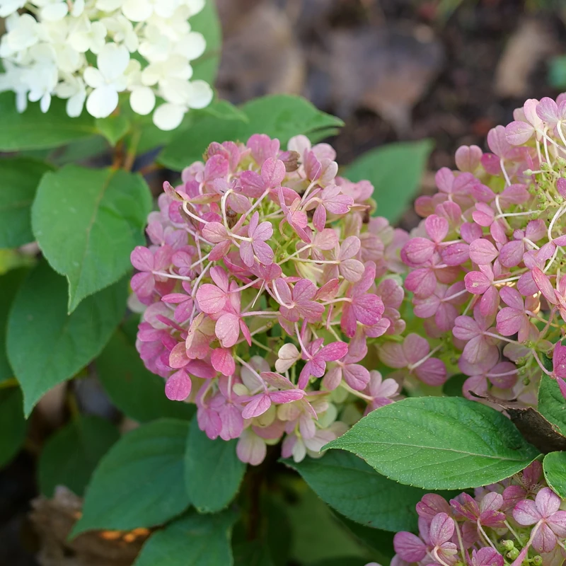 Fire Light Tidbit® Panicle Hydrangea 7 Fire Light Tidbit® Panicle Hydrangea - Image 5