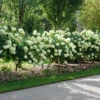 'Limelight' Panicle Hydrangea -Plant Series HydrangeapaniculataLimelightDSC02794 800x800 e07d5e5