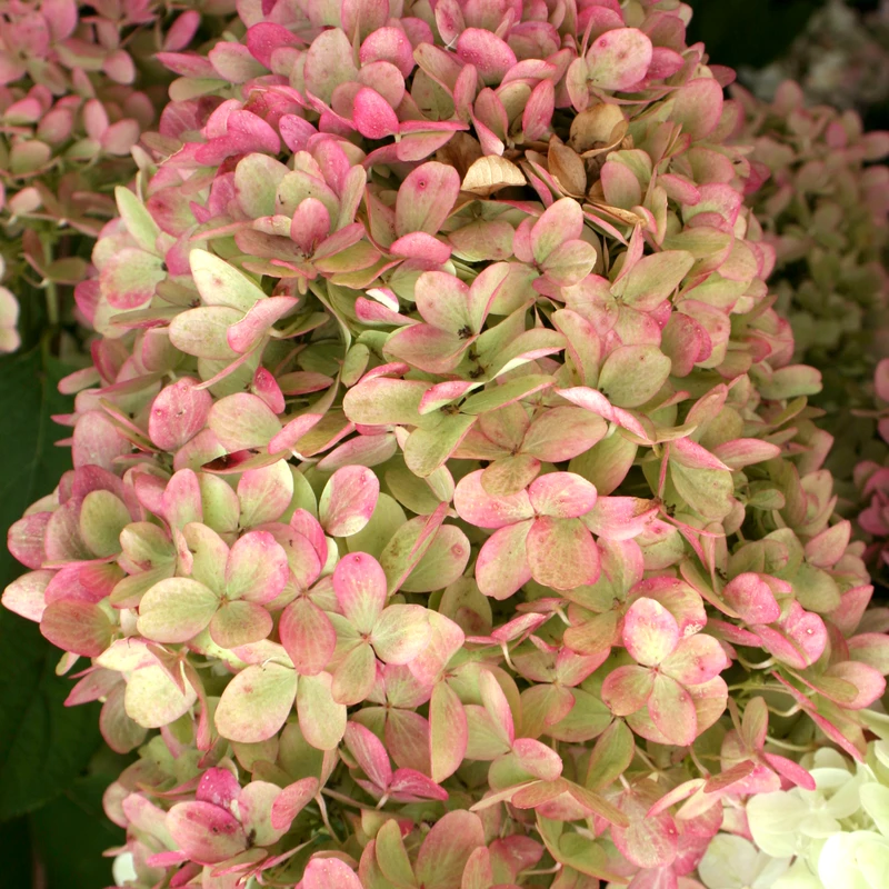 'Limelight' Panicle Hydrangea 6 'Limelight' Panicle Hydrangea - Image 4
