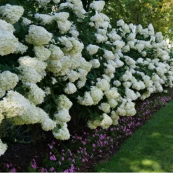 'Limelight' Panicle Hydrangea 13 'Limelight' Panicle Hydrangea -Plant Series HydrangeapaniculataLimelightP1000352 800x800 fd496c0