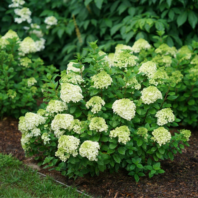 Little Lime Punch® Panicle Hydrangea 6 Little Lime Punch® Panicle Hydrangea - Image 4