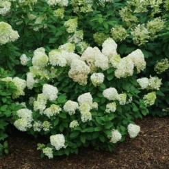 Little Lime Punch® Panicle Hydrangea 10 Little Lime Punch® Panicle Hydrangea -Plant Series HydrangeapaniculataLittleLimePunchDSC08373 800x800 121f548