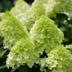 Little Lime Punch® Panicle Hydrangea 13 Little Lime Punch® Panicle Hydrangea -Plant Series HydrangeapaniculataLittleLimePunchP1238221 800x800 7a22f7c