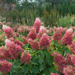 Pinky Winky Prime™ Panicle Hydrangea -Plant Series HydrangeapaniculataPinkyWinkyPrimeDSC05185 1080x1080 4b2f130
