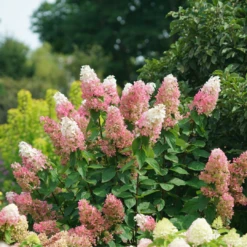Pinky Winky Prime™ Panicle Hydrangea -Plant Series HydrangeapaniculataPinkyWinkyPrimeDSC05225 1080x1080 e755a22