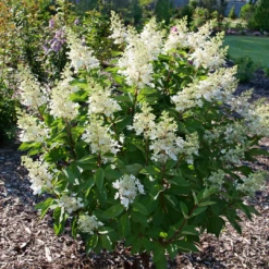 Pinky Winky Prime™ Panicle Hydrangea -Plant Series HydrangeapaniculataPinkyWinkyPrimeP1207514 1080x1080 3463384
