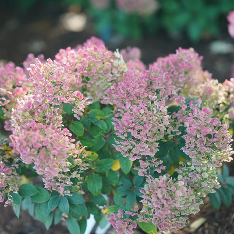 Tiny Quick Fire™ Panicle Hydrangea 5 Tiny Quick Fire™ Panicle Hydrangea - Image 3