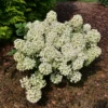 Tiny Quick Fire™ Panicle Hydrangea -Plant Series HydrangeapaniculataTinyQuickFireP1072484 800x800 b9f5e8a