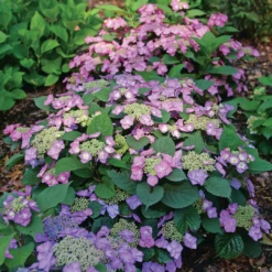 Tuff Stuff Top Fun™ Mountain Hydrangea 9 Tuff Stuff Top Fun™ Mountain Hydrangea -Plant Series HydrangeaserrataTuffStuffTopFunP1195775 1080x1080 3177454