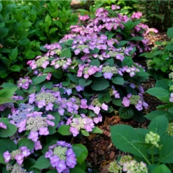 Tuff Stuff Top Fun™ Mountain Hydrangea 10 Tuff Stuff Top Fun™ Mountain Hydrangea -Plant Series HydrangeaserrataTuffStuffTopFunP1195777 1080x1080 99624e0