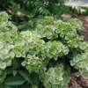 Fairytrail™ Green Cascade Hydrangea -Plant Series HydrangeaxFairytrailGreenP1214329 800x800 e197d63