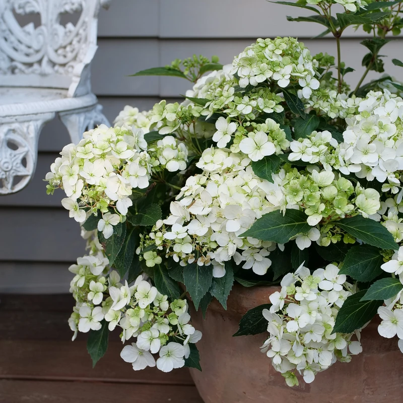 Fairytrail™ White Cascade Hydrangea 3 Fairytrail™ White Cascade Hydrangea