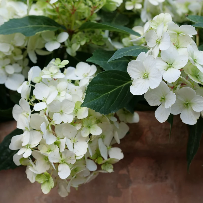 Fairytrail™ White Cascade Hydrangea 4 Fairytrail™ White Cascade Hydrangea - Image 2