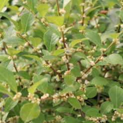 Mr. Poppins® Winterberry Holly -Plant Series IMG 1156 800x800 54e6b23