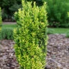 Glow Stick™ Japanese Holly -Plant Series Ilex crenata Glow Stick P12