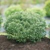 Strongbox® Inkberry Holly -Plant Series Ilex glabra Strongbox 1 P