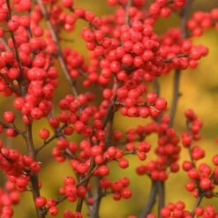 Berry Heavy® Winterberry Holly -Plant Series Ilex verticillata Berry Heavy 1 P 38bd9223 c466 47f9 b4bf f6bad7e55853 sw