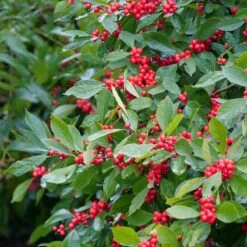 Berry Heavy® Winterberry Holly -Plant Series Ilex verticillata Berry Heavy 3 P 4ae9d2a7 9f65 4294 bd3b 9b65adc8227f sw