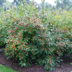 Berry Heavy® Winterberry Holly -Plant Series Ilex verticillata Berry Heavy 4 P 6211a666 1bfb 4d1f 8fdd 124b36bb1841 sw