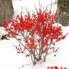 Berry Poppins® Winterberry Holly -Plant Series Ilex verticillata Berry Poppins 1 P 7b50765b 61e8 40b2 8924 7a5d49efafca sw