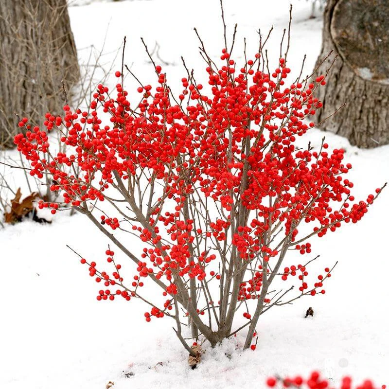 Berry Poppins® Winterberry Holly 3 Berry Poppins® Winterberry Holly