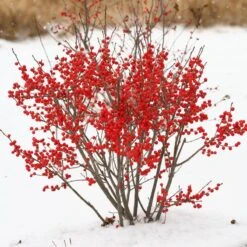 Berry Poppins® Winterberry Holly 17 Berry Poppins® Winterberry Holly -Plant Series Ilex verticillata Berry Poppins 2 P 9f12aa00 873a 458b ac28 b0c67e7fe889 sw