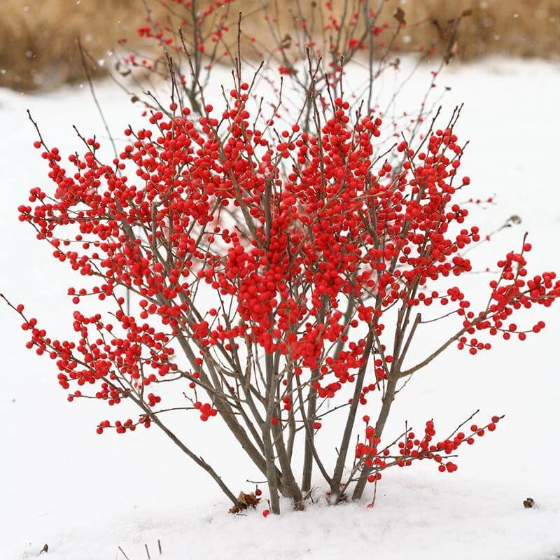 Berry Poppins® Winterberry Holly 9 Berry Poppins® Winterberry Holly - Image 7