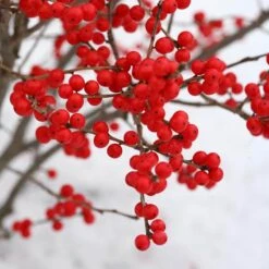 Berry Poppins® Winterberry Holly 13 Berry Poppins® Winterberry Holly -Plant Series Ilex verticillata Berry Poppins 3 P a9cfa142 889b 4fc7 acde d5ef636bc260 sw