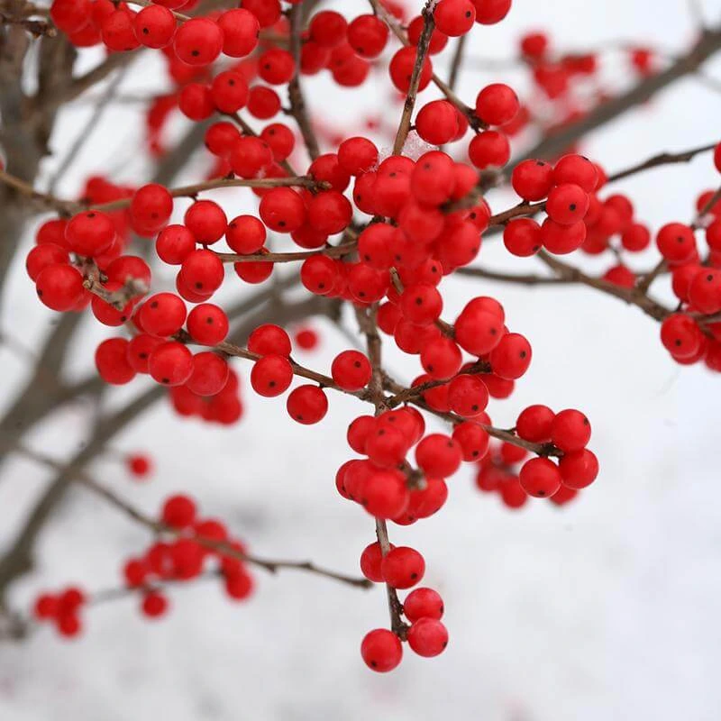 Berry Poppins® Winterberry Holly 5 Berry Poppins® Winterberry Holly - Image 3